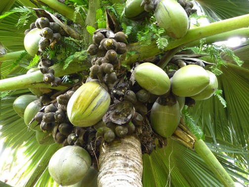 Coco-de-mer